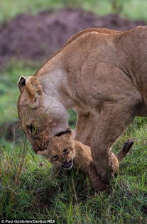 肯尼亚狮子妈妈教幼崽跳跃过河 