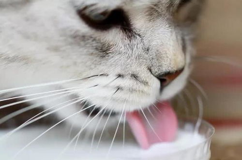 猫能喝奶粉吗,猫咪羊奶粉的好处和功效有很多