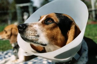 狗狗呕吐是正常状态 也许狗狗正在忍受胃炎的痛苦