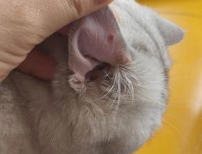 猫咪这是被蚊虫叮咬还是皮肤肿瘤 症状相似,别忽视致命原因