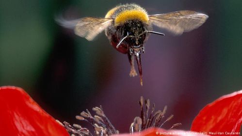小蜜蜂,大作用 保护野生蜜蜂了解一下 昆虫 