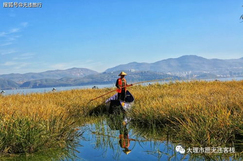 大理洱海水杉刷屏朋友圈 冬日暖阳间彻底红了,赶快去打卡