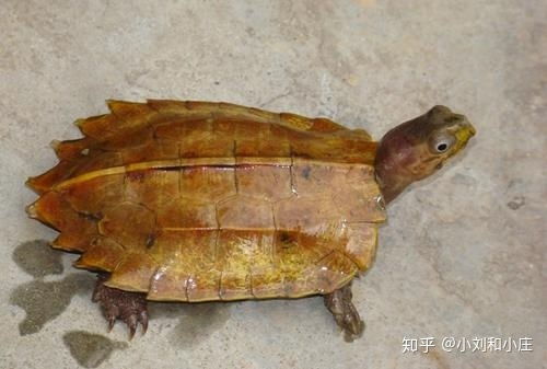 中国都有什么龟品种 