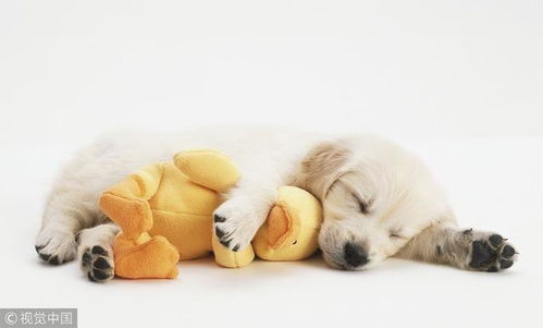 狗狗睡觉100 会做梦 抖腿越厉害象征梦境越精彩,想不到吧