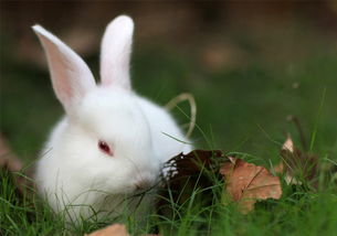 饲养小兔兔所需用品一览表