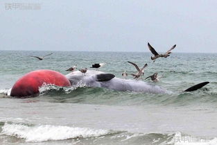 20吨重鲸鱼搁浅爱尔兰岛海滩 挖机起吊