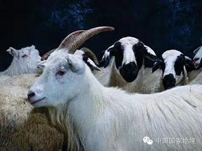 山羊与绵羊 草原上性格迥异的双生子 