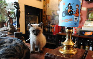 英国猫咪酒吧受追捧 15只猫咪陪伴顾客喝酒听音乐