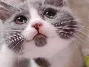 为什么我的猫哭了,它是伤心了吗