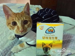 猫咪不好好吃饭还吐水怎么回事 该怎么办 