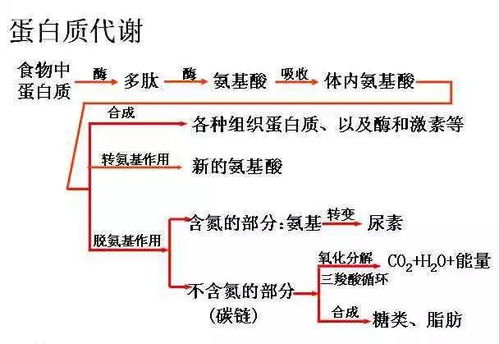 蛋白质的自述 8岁的主人因为我少言寡语,暴躁狂怒