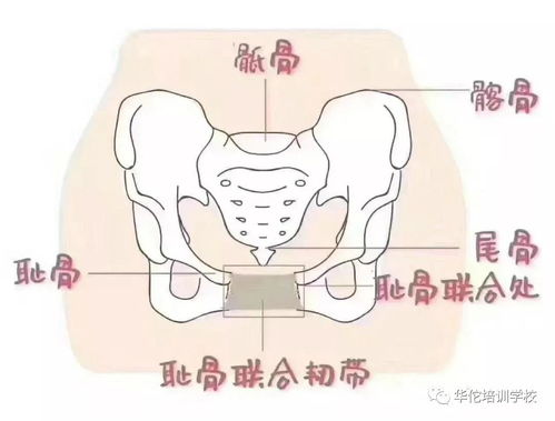 成都骨盆手法培训学校哪家好