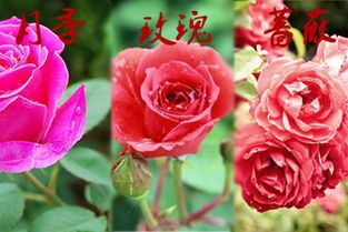 玫瑰月季蔷薇花怎么区别