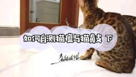 一只纯血孟加拉豹猫要多少钱