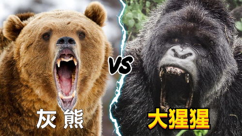 大猩猩vs灰熊,谁的战斗力更强 
