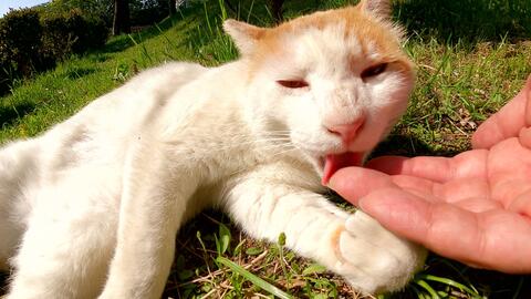 拥有一只舔猫是什么样的体验 舔猫 舔猫 舔到最后应有尽有