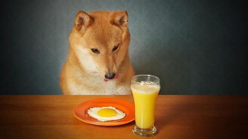 吃蛋黄对狗狗成长有哪些作用 可以每天吃一个吗