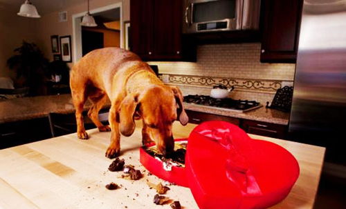 狗狗误食巧克力会致命,知道这3点,你能帮它争取多一点生机 