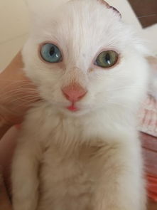 小猫眼睛颜色三个月定型了吗 