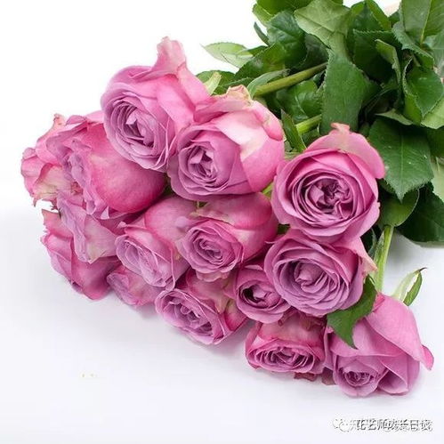 10款紫色玫瑰品种介绍,每一种都是优雅的典范 