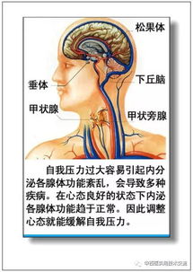 人体各部位 各器官的作用及病理分析 77张图文