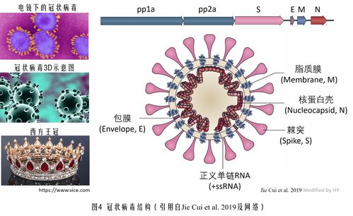 冠状病毒是如何入侵细胞的 我们该如何应对