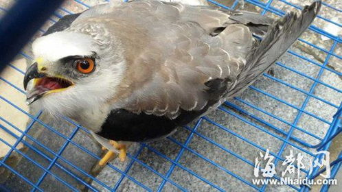 福州市民买野鸟放生 原来是保护动物鸽子鹰 
