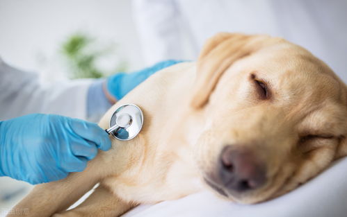 狗狗胰腺炎在家自救方法,狗狗得了胰腺炎该怎么办？