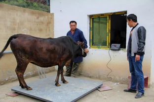 基层动态︱罗甸联社 在麻山腹地扎根的 养牛一家人 