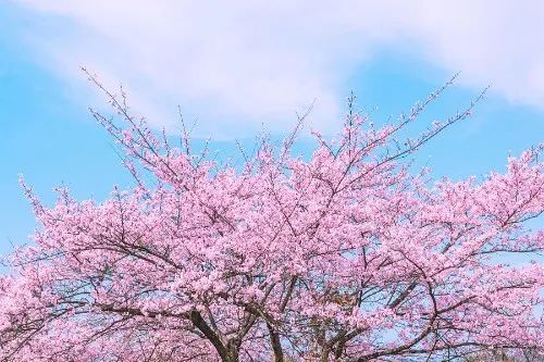 不见方三日,世上满樱花 花海已成,你要看哪一片 