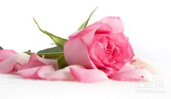 粉红玫瑰图片欣赏及其相关知识介绍