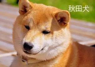 日本见闻 还在问秋田犬为啥是日本国民狗狗 看完你也会爱上的 