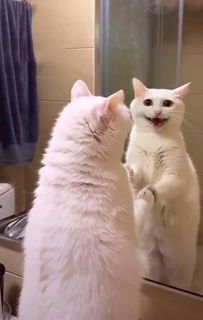 猫第一次见到镜子里的自己,站在那不停大叫,喵 怎么又多了只猫