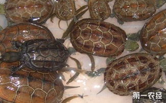 乌龟得了肠胃炎怎么办 乌龟肠胃炎要怎么防治呢