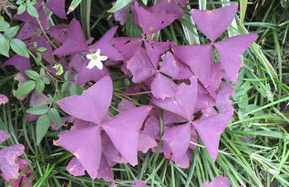 紫色酢浆草的养殖方法,紫叶酢浆草修剪方法？