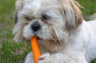 养狗除了喂狗粮,不妨再喂这5种蔬菜,狗狗会更健康