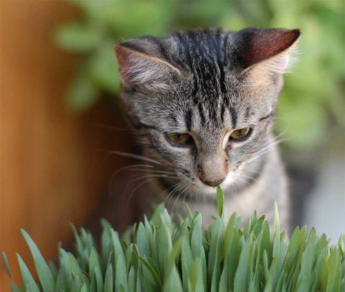 猫咪每天舔毛不会有问题吗,其实会的,毛发无法吐出会患上毛球症