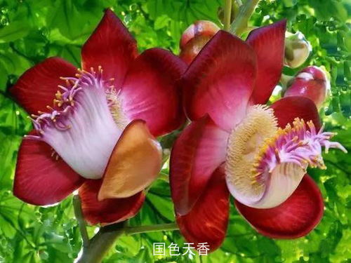 菩提花开 