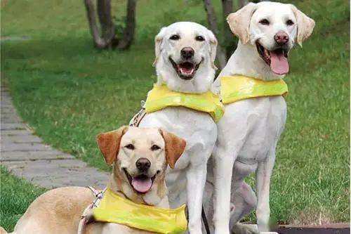 芜湖市公布48种禁养犬