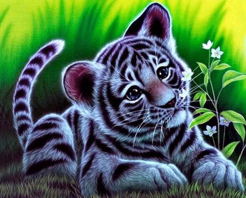 猫和老虎有什么区别呢