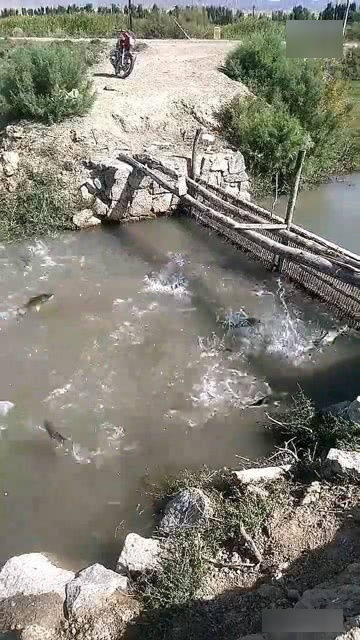 水里的鱼怎么跳来跳去,这么活跃 