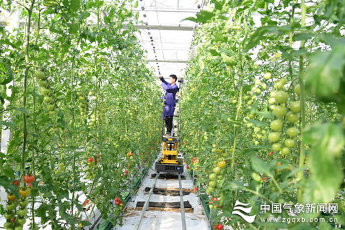 Smart greenhouse warm as spring 