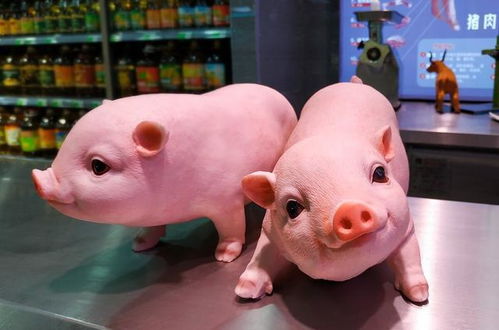 2023年的生猪市场是二次育肥的市场,1月16日生猪价格行情分析