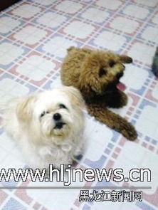 哈尔滨市宠物洗澡美容生意火 春节期间宠物寄养客盈门 