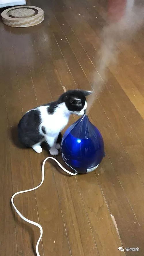 猫咪第一次看到加湿器,惊呆了 