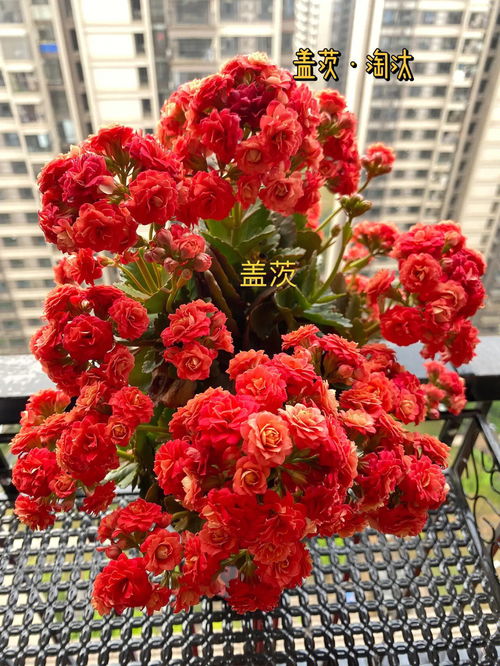 红色长寿花有几个品种？