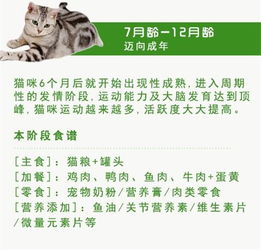 新手养猫注意事项 