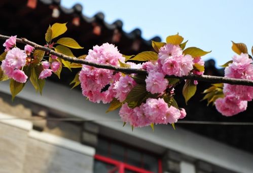 南京的市花是什么,南京地形为什么是三面环山？