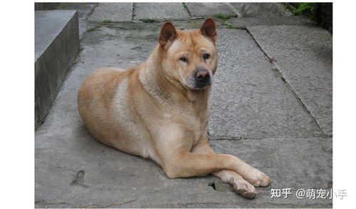 中国人最喜欢给狗狗 取名 的几种类型,你家是第几种 