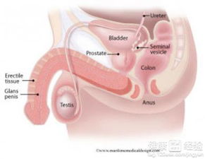 前列腺炎引起睾丸疼痛该吃什么药呢